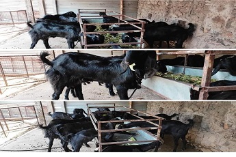 agriculture